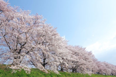 背割堤の桜並木