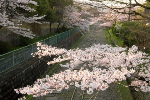 桜と蹴上インクライン