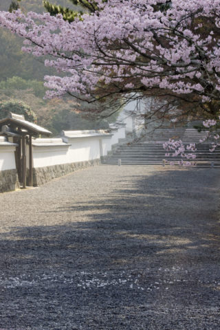 桜と南禅寺参道