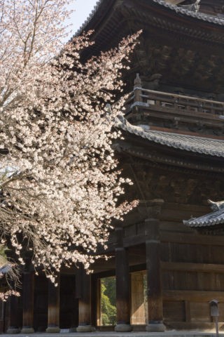桜と南禅寺三門