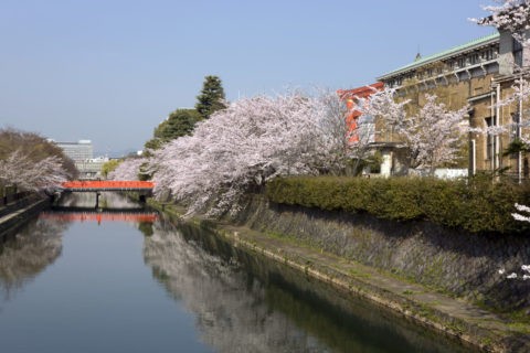 桜と岡崎疎水