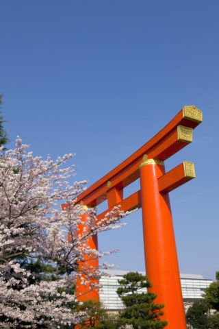 桜と平安神宮大鳥居