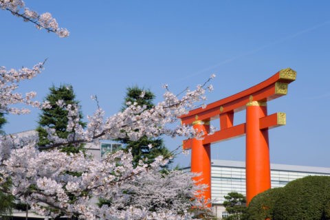 桜と平安神宮大鳥居