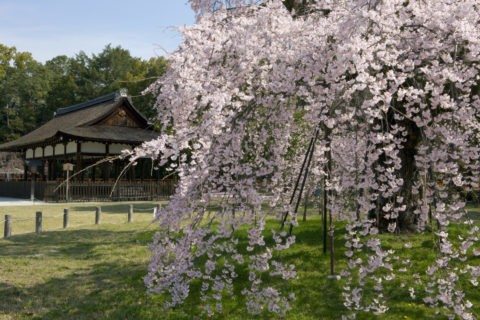 桜と上賀茂神社 世界遺産