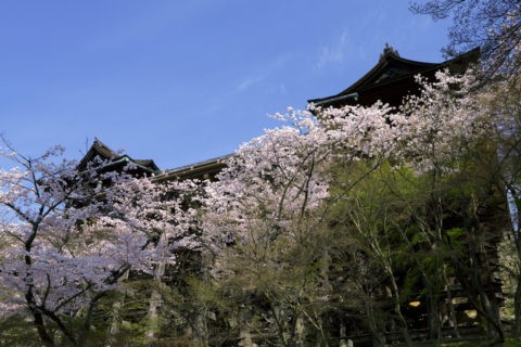 桜と清水寺舞台足組 世界遺産