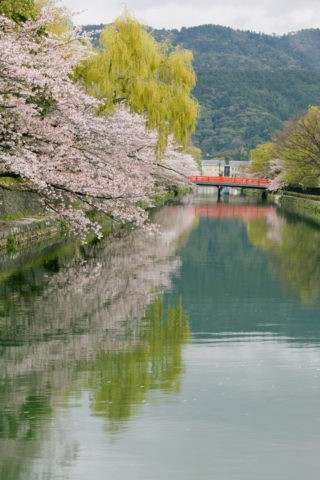 桜と岡崎疎水