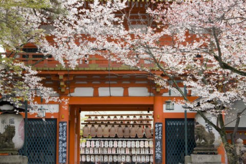 桜と八坂神社楼門