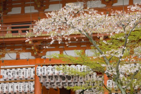 桜と八坂神社楼門