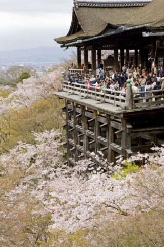 桜と清水寺舞台 世界遺産
