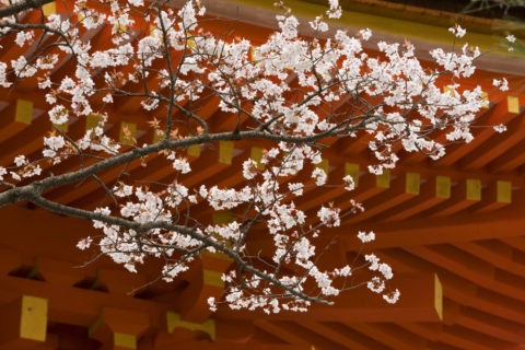 桜と清水寺西門 世界遺産