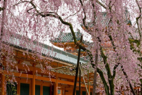 枝垂れ桜と平安神宮回廊