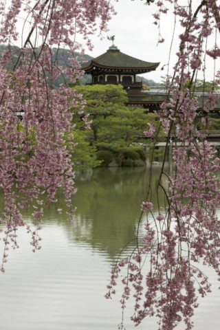 枝垂れ桜と平安神宮橋殿