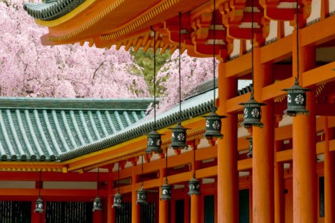 桜と平安神宮回廊
