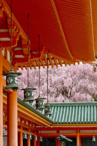 桜と平安神宮回廊