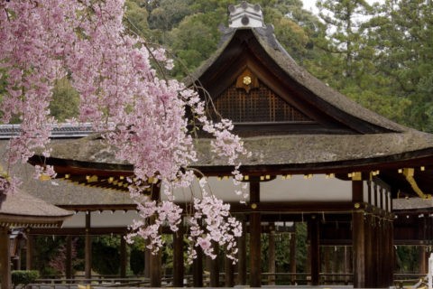 桜と上賀茂神社細殿 世界遺産