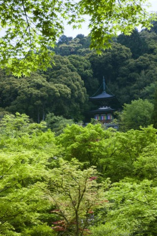 新緑の永観堂禅林寺多宝塔