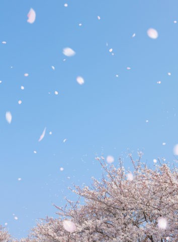 桜の木と花吹雪