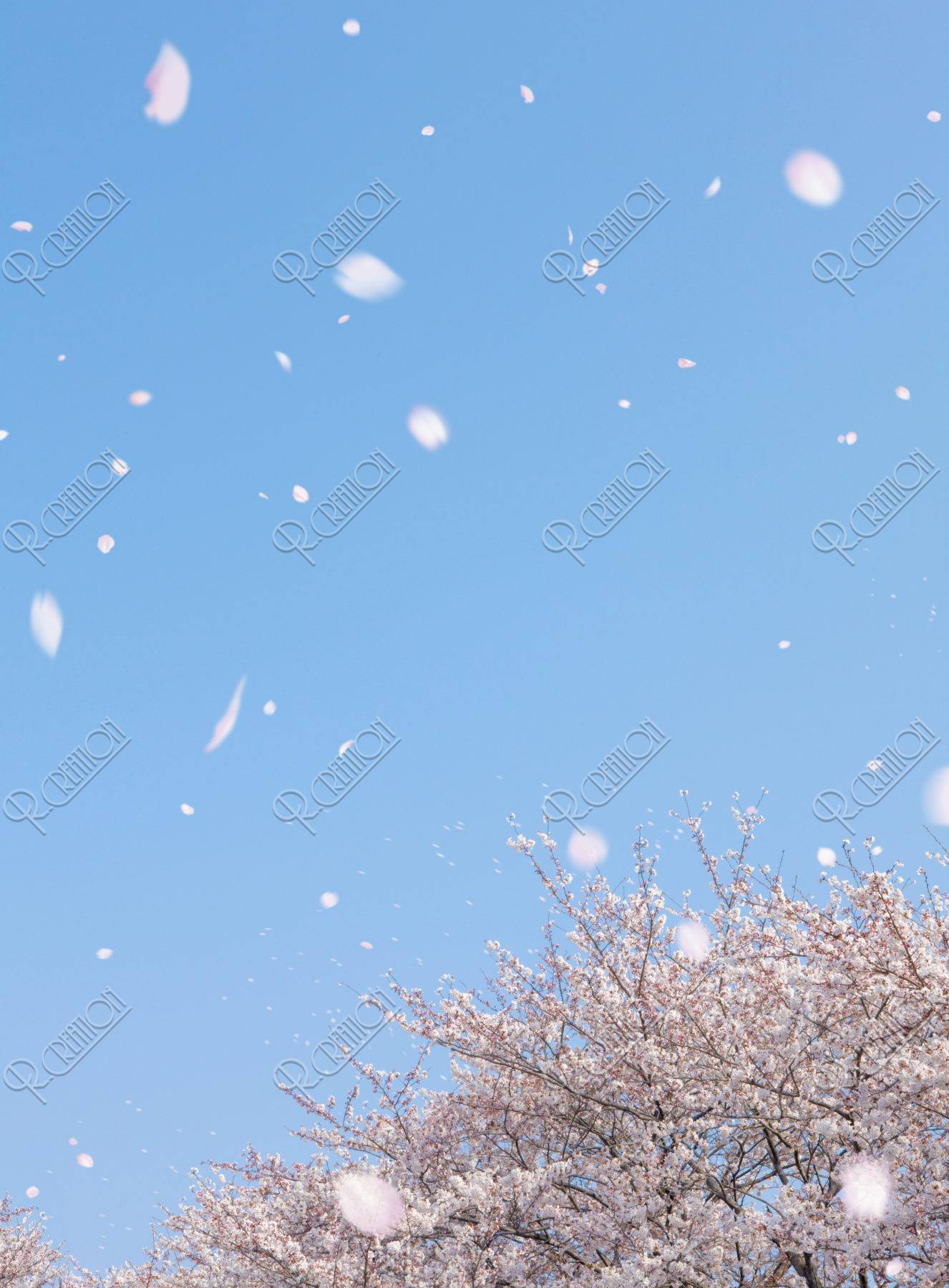 桜の木と花吹雪