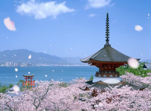 厳島神社と桜吹雪