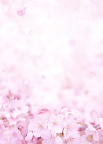満開の桜のイメージ