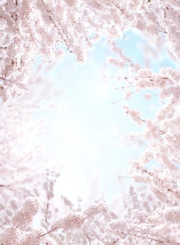 満開の桜と空のイメージ