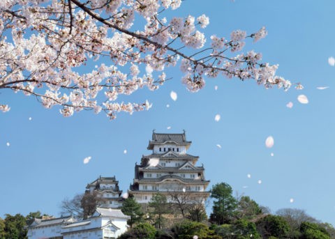 姫路城と桜吹雪