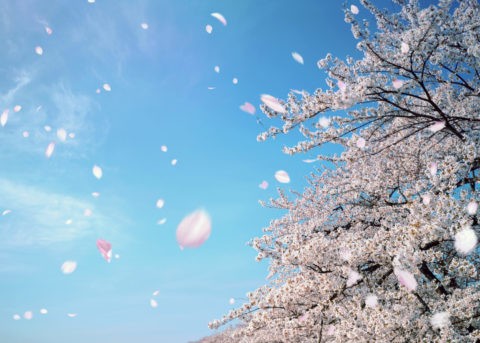 青空と桜吹雪