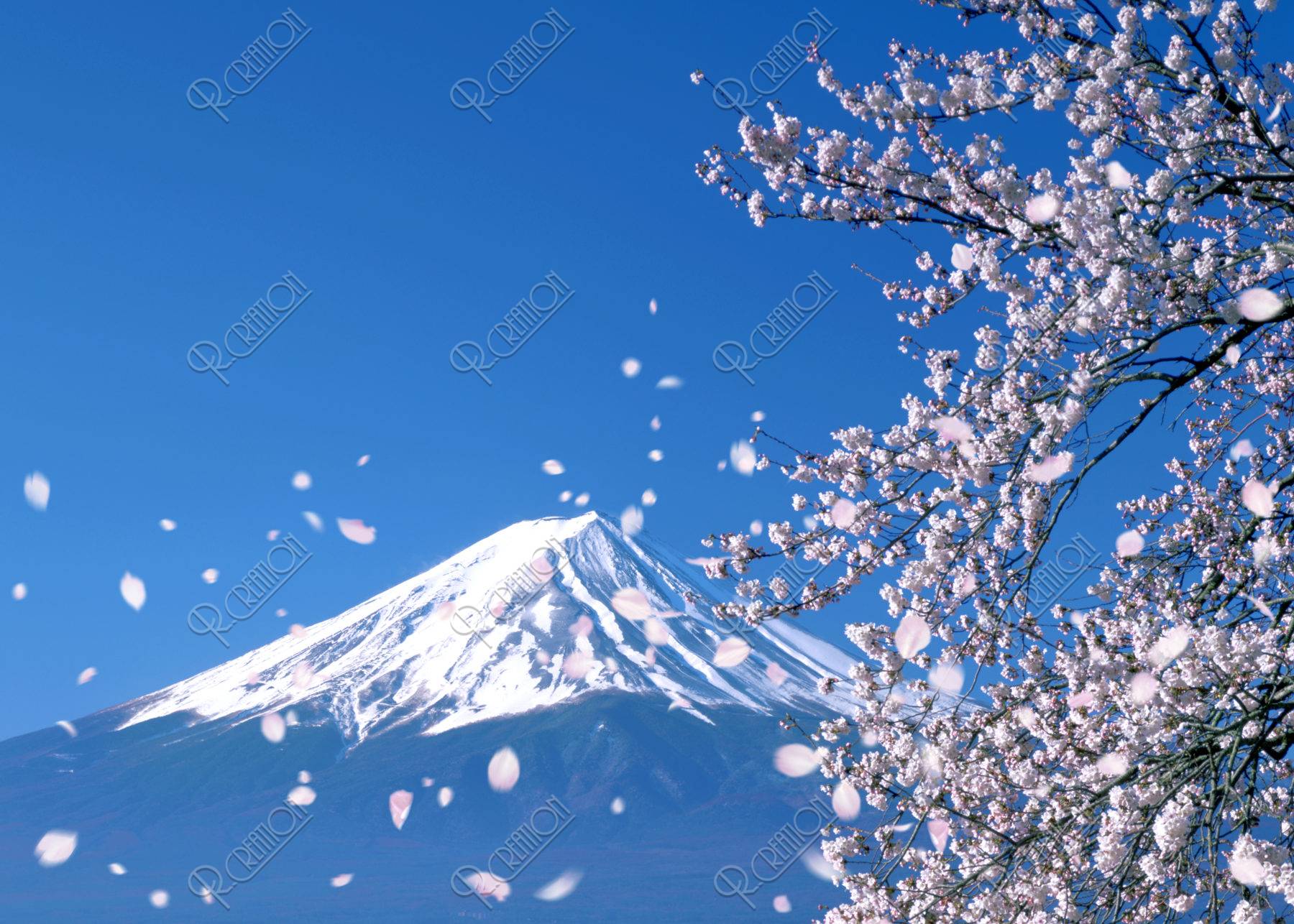 富士山と桜吹雪 ストックフォト アールクリエーション