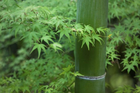 竹と青モミジ