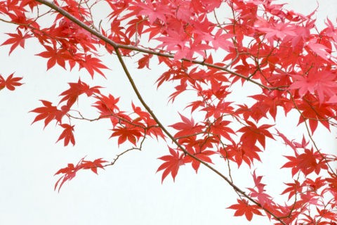 紅葉の枝