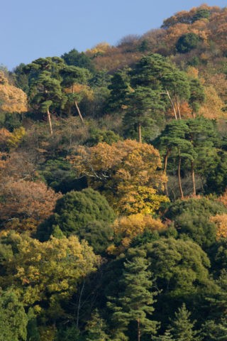 紅葉と東山松林