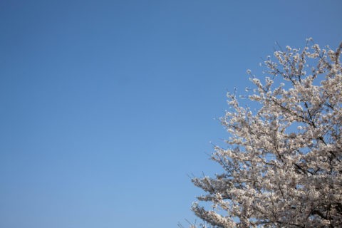 青空と桜の木