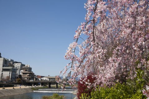 鴨川三条大橋と桜