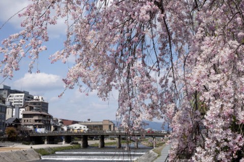 鴨川三条大橋と桜