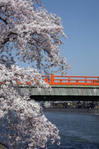 桜と宇治朝霧橋