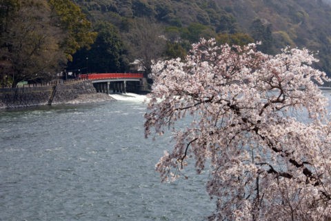 桜と宇治川