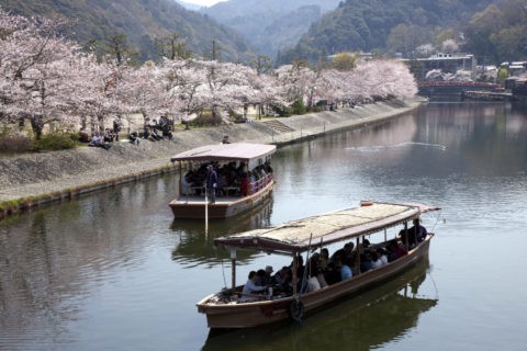 桜と宇治川の遊覧船