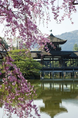 桜と平安神宮神苑