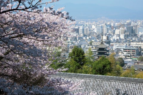 桜と八坂の塔