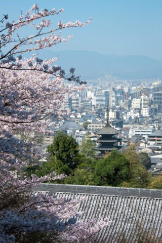 桜と八坂の塔