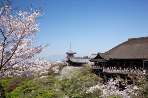 桜と清水寺 ｗ