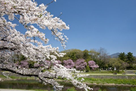 桜と賀茂川