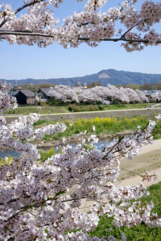 桜と大文字山