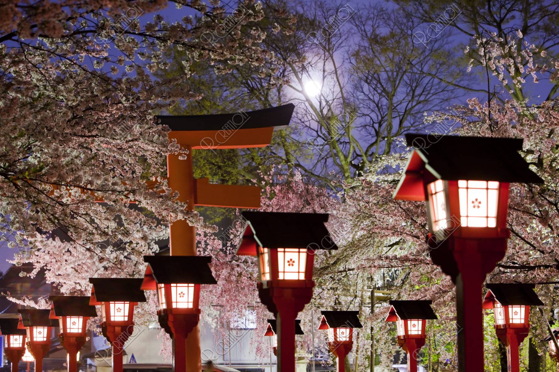 平野神社の夜桜と月 ストックフォト アールクリエーション