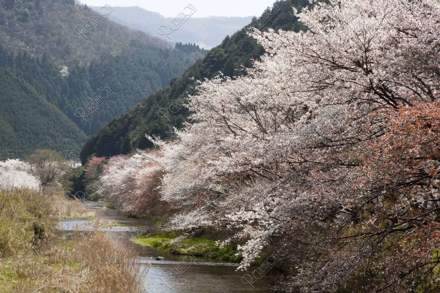 八瀬 桜の高野川