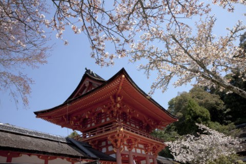 下鴨神社 桜と楼門 W
