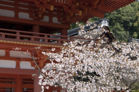 下鴨神社 桜と楼門 W