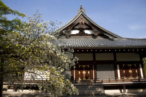桜と仁和寺金堂 ｗ