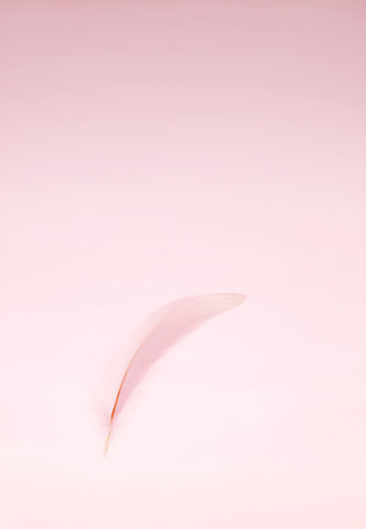 ピンクの羽根