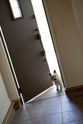 ドアから覗く犬